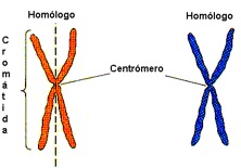 Cromosomas homologos.jpg