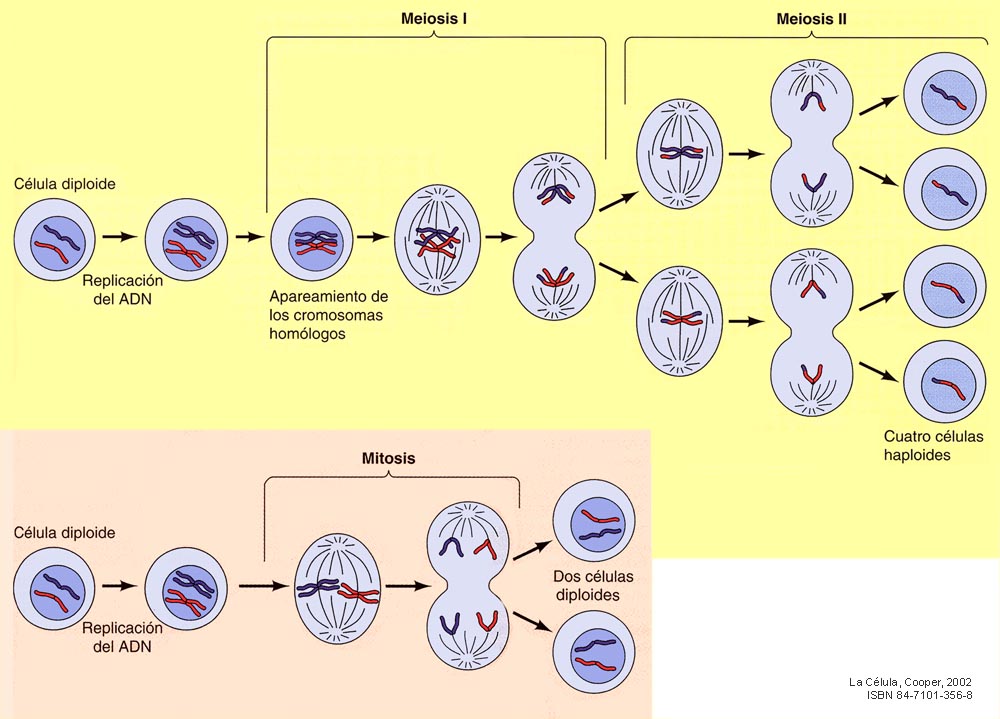 Mitosis y meiosis.jpg