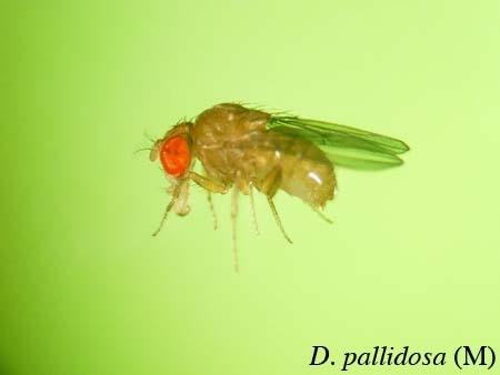 Drosophila pallidosa.jpg