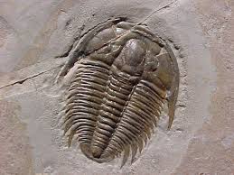 Evol. Trilobite.jpg