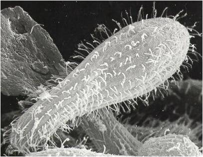 Tetrahymena piriformis.jpg