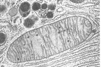 Mitocondria micrografía.jpg