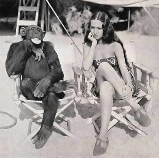 Humano y chimpancé.jpg