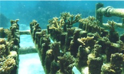 Coral5ec.jpg