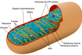 Mitocondria fig 5.jpg