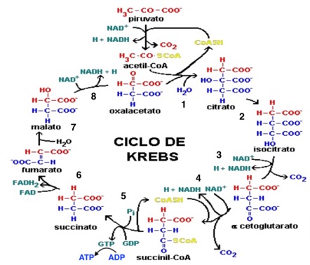 Krebs ciclo.jpg