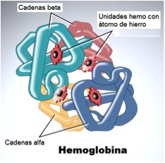 Hemoglobina.jpg