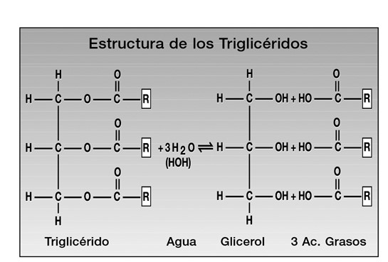 Triglicéridos AVB.jpg