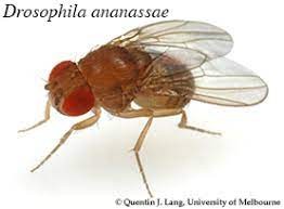 Drosophila ananasae.jpg