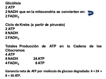 Producción ATP,nadh.jpg