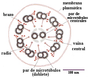 Microtubulo92.jpg