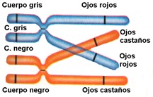 Cromosomas drosophila.jpg