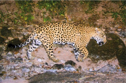 Jaguar N1.jpg