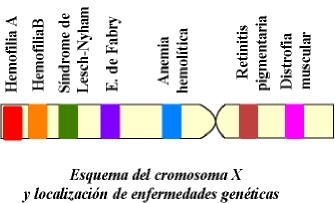 Cromosoma X.jpg