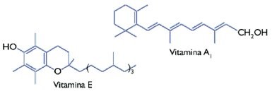 Vitaminas terpenoides AVB.jpg