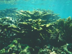 Coral2ec.jpg