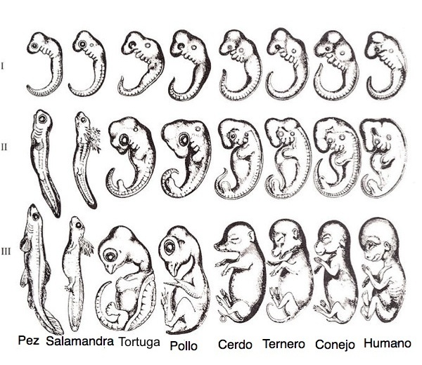 Evol. Embriones.jpg