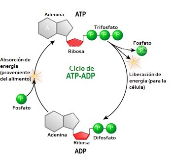 Síntesis ADP-ATP.jpg