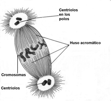 Centriolo y huso.jpg