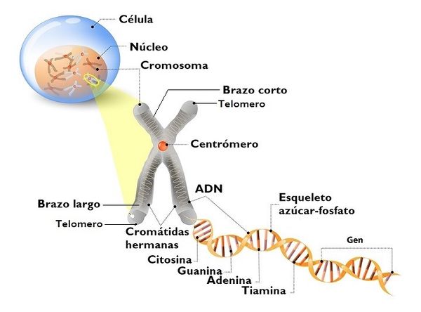 Cromosoma metafásico AVB.jpg
