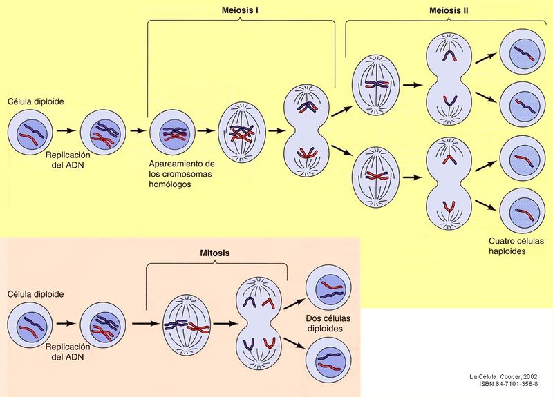 Mitosis y meiosis.jpg