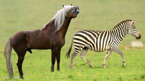 Cebra y caballo.jpg