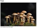 6 Reinos, Fungi.jpg