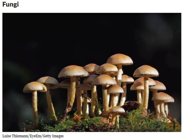 6 Reinos, Fungi.jpg