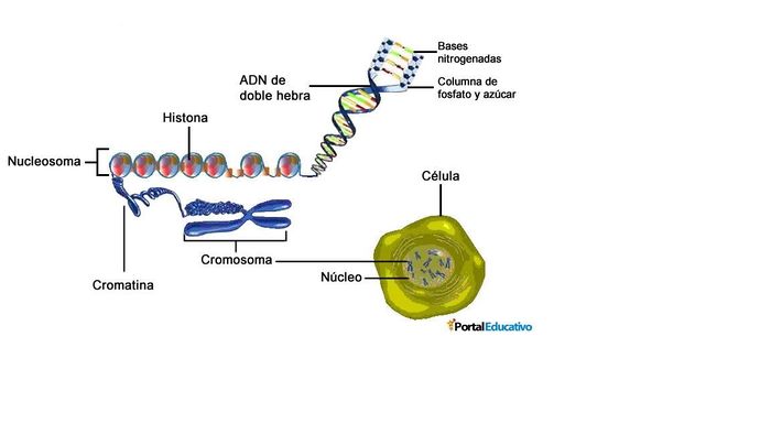 DNA enrollamiento AVB.jpg