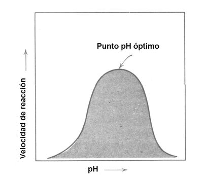 Enzima pH AVB.jpg