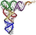 Acido Ribonucleico.jpg