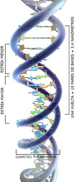 Cadena DNA AVB.jpg