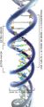 Cadena DNA AVB.jpg