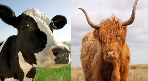 Vaca y yak.jpg
