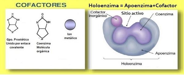 Holoenzima AVB.jpg